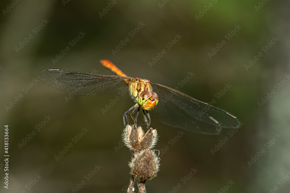 Dragonflies Macro photography in the countryside of Sardinia Italy, Particular, Details Dragonflies Macro photography in the countryside of Sardinia Italy, Particular, Details