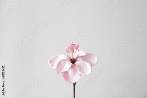 Beautiful fresh white magnolia flower in full bloom against white background, close up. Spring still life. Space for text.