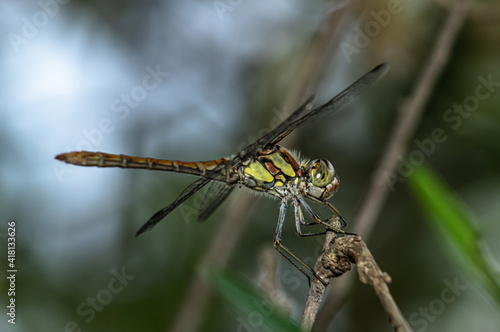 Dragonflies Macro photography in the countryside of Sardinia Italy, Particular, Details © arietedorato73