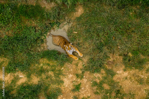 Aerial view of a tiger resting in a puddle of water at Gazipur Safari Park in Sreepur, Dhaka, Bangladesh.