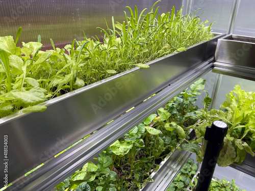 Growing Vegetables and Salad Leaves the Polycarbonate High-tech Indoor Greenhouse the Aluminum Shelves Under Artificial Light.