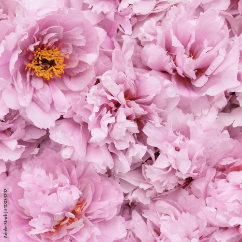 Beautiful fresh pink peony flowers in full bloom  close up  top view. Floral spring summer texture for background. Mother s day  Birthday  Valentine s day card. Blooming peonies.