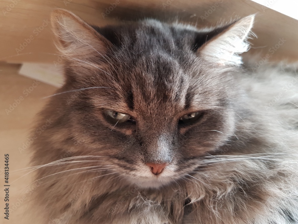Fototapeta premium Gray hairy cat with green eyes