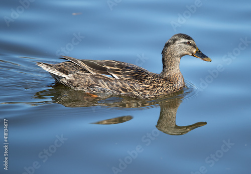 Duck swimming in lake while displaying a beautiful reflection in the water