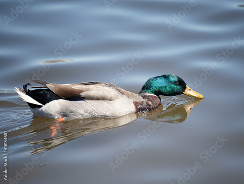 Duck swimming in lake while displaying a beautiful reflection in the water photo