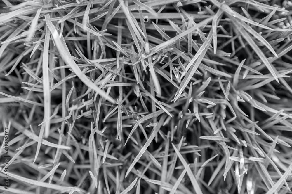 Background of grass leaves.Natural texture. The beauty in nature. Background of grass leaves.Natural texture. The beauty in nature.