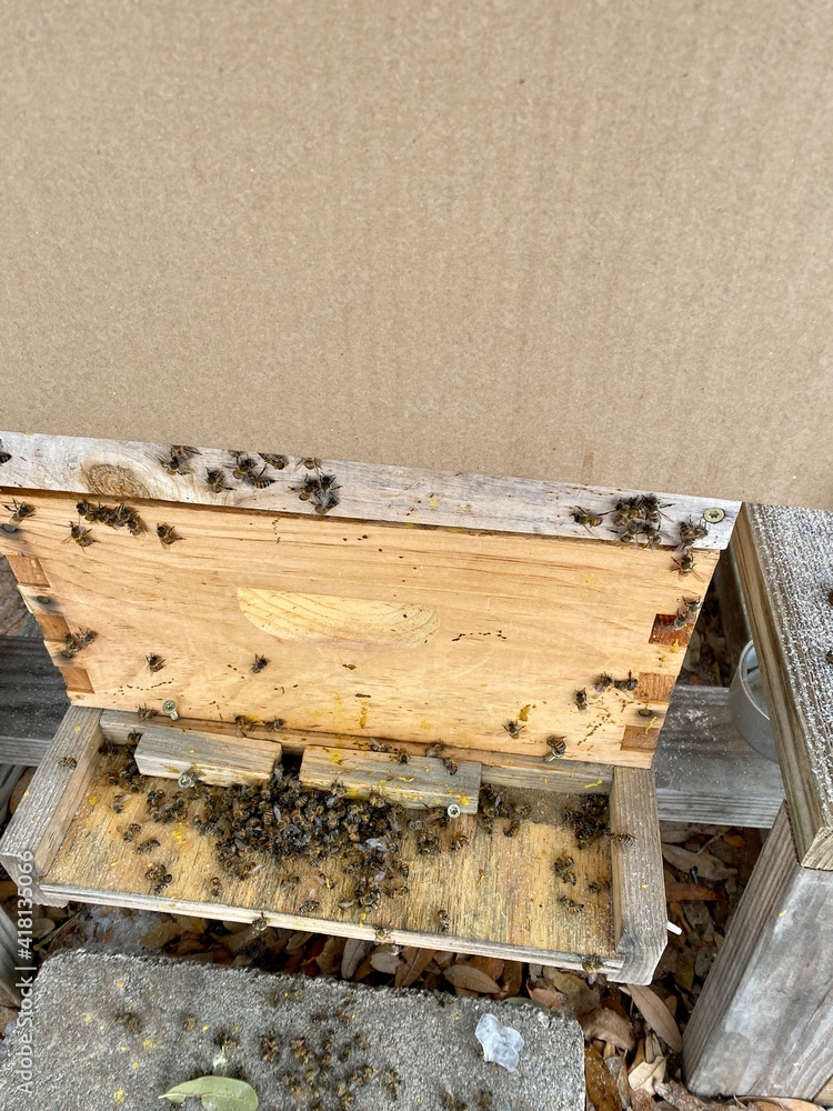 dead bees in the winter beehive Texas Hill country Fredericksburg dead bees in the winter beehive Texas Hill country Fredericksburg