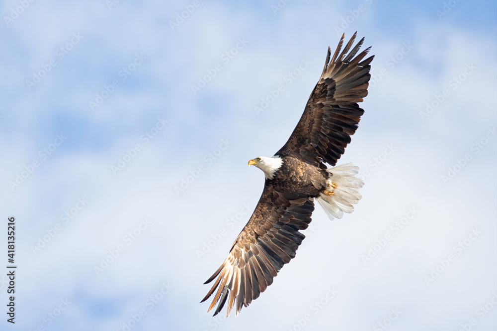 Obraz premium Original wildlife photograph of an American Bald Eagle soaring in a blue sky with soft clouds
