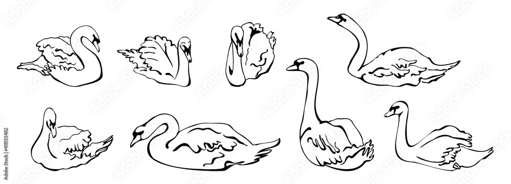 Vector set of silhouettes of swans in different poses. isolated on a white background. Collection of linear Swans icons. Vector illustration in sketch style.  decorative birds. hand drawn