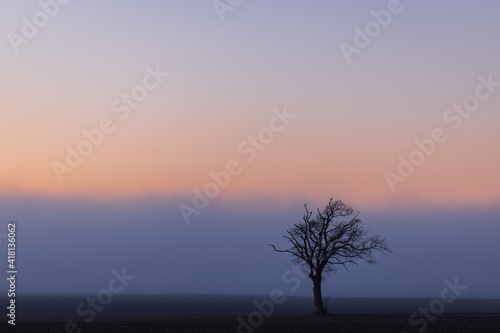 Lonely single bald tree on empty field at Colorful Sunset in the fog in early spring, Schleswig-Holstein, Northern Germany © sg-naturephoto.com 