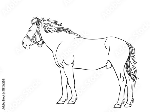 horse hand drawn vector