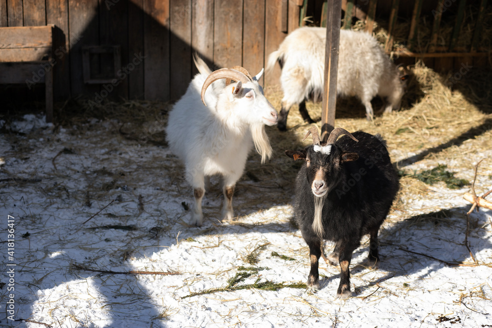 Goats in the paddock. Black and white goats on the farm on a frosty winter day