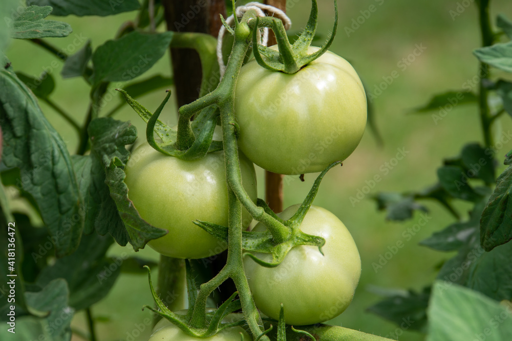 Green tomatoes in the garden 
