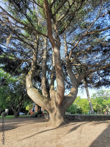 Strange tree, Colonia del Sacramento, Colonia, Uruguay. © Agustin