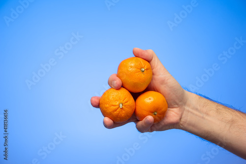 Group of fresh raw mandarin clementines held in hand by Caucasian male isolated on blue background studio shot