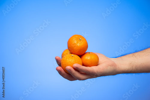 Group of fresh raw mandarin clementines held in hand by Caucasian male isolated on blue background studio shot