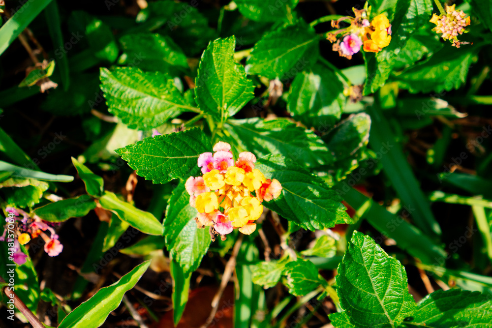 Flower yellow lantana camara detailed macro Flower yellow lantana camara detailed macro