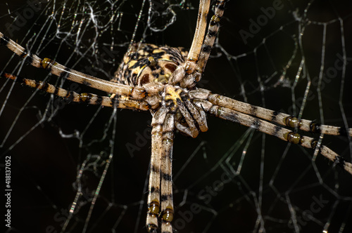 Wallpaper Mural Argiope Lobata Female Macro Photo Taken in Sardinia, Details Torontodigital.ca