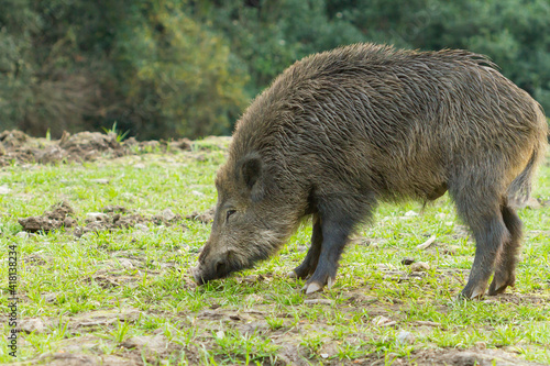 Photo Closeup of a wild boar searching for food in wild nature, Barcelona, Spain