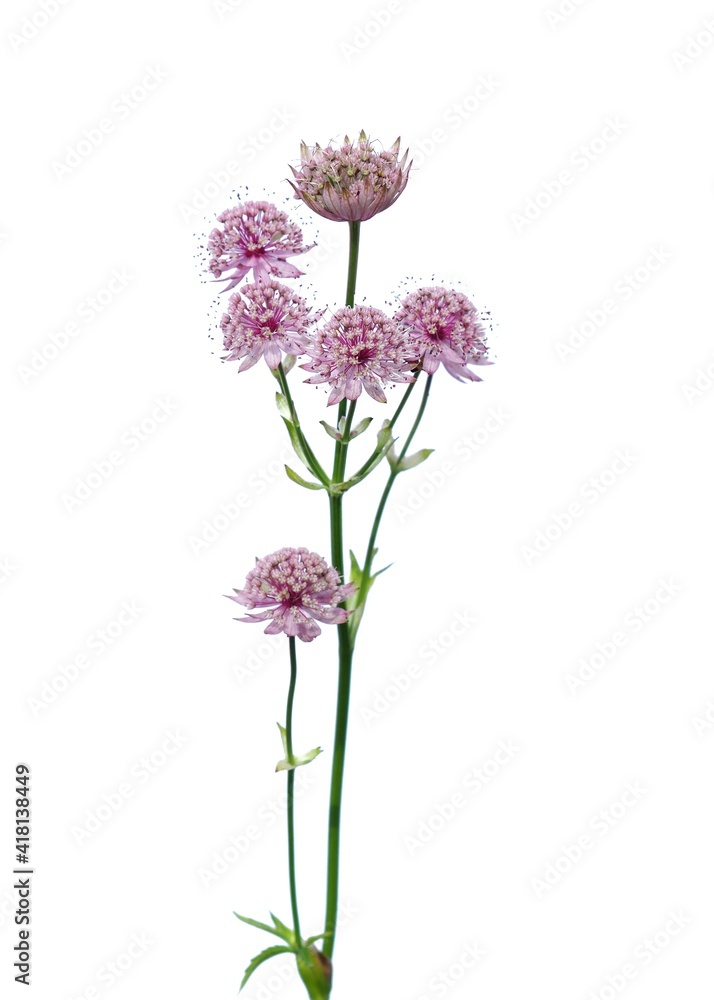 Naklejka premium Great masterwort flowers (Astrantia major)