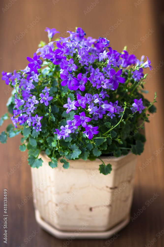 The room flower Campanula in a clay pot on a brown window sill against the background