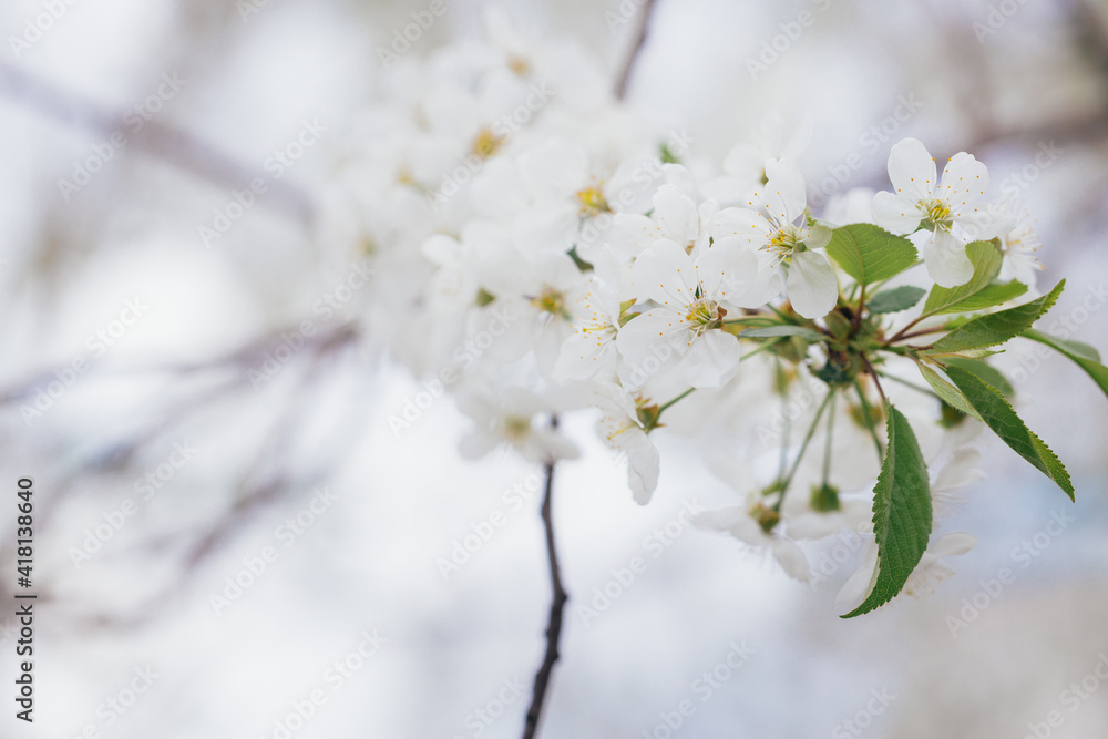 Beautiful blooming cherry tree branch at spring garden. Bunch of white flowers, spring blossom. Macro close-up shot. Beautiful blooming cherry tree branch at spring garden. Bunch of white flowers, spring blossom. Macro close-up shot.
