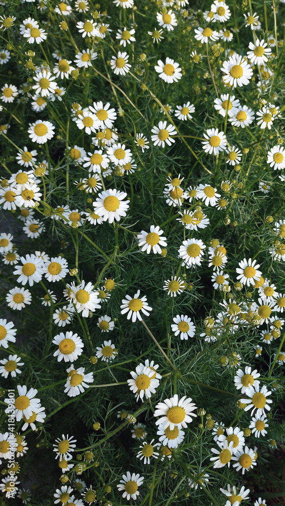 Field daisies