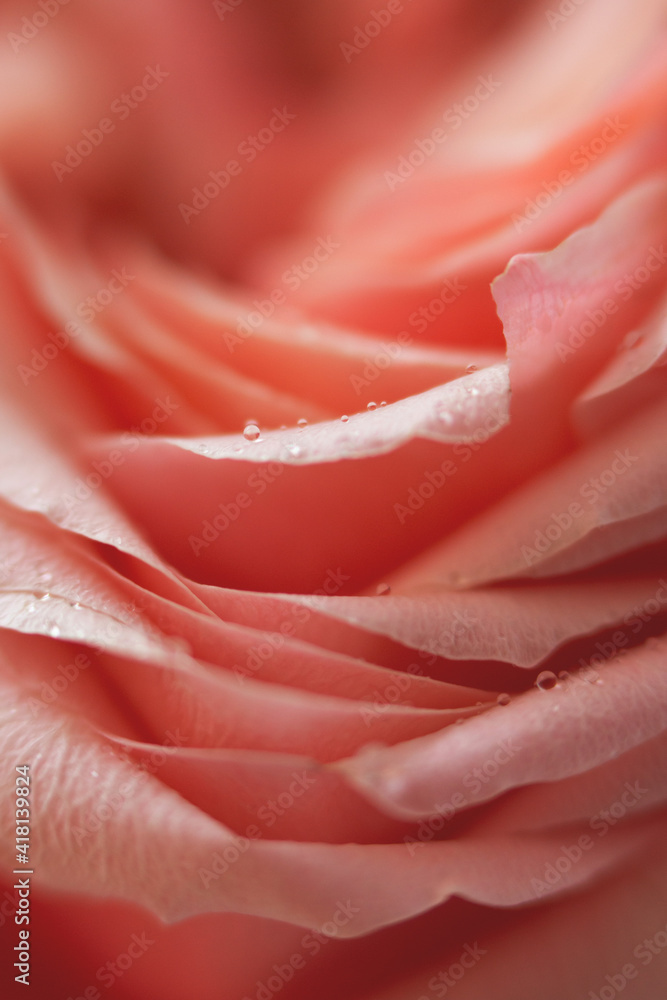 Close up pink rose flower. Abstract background. Macro. Soft focus. Copy space. Close up pink rose flower. Abstract background. Macro. Soft focus. Copy space.