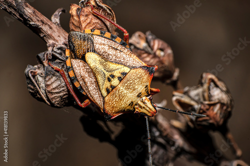 Bedbug Red Shield Bug Carpocoris Mediterraneus Photographed in Sardinia Macro Phorography
