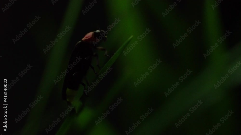 蛍(ゲンジボタル)の発光を高感度ビデオ撮影