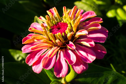 Macro shot of a bright pink and yellow flower