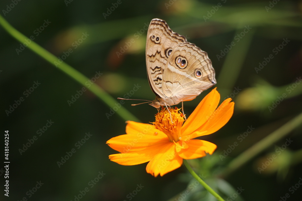 Fototapeta premium Butterfly on a orange flower