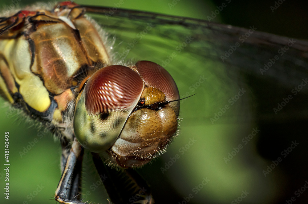 Φωτογραφία Dragonflies Macro photography in the countryside of Sardinia Italy, Particular,