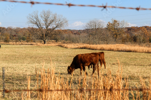 Two red angus yearlings grazing in autumn pasture behind blurred barbed wire fence at golden hour.