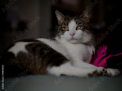 Tabby Cat © Pefkos