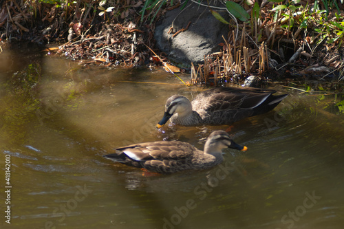 日本の公園にいる動物