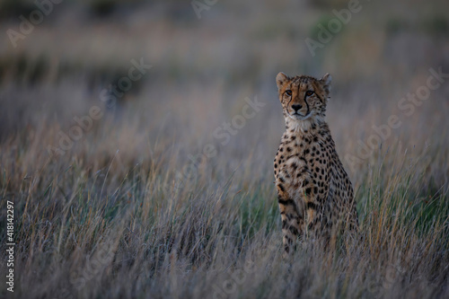Cheetah on the hunt in the late afternoon in a Game Reserve in the Karoo in South Africa