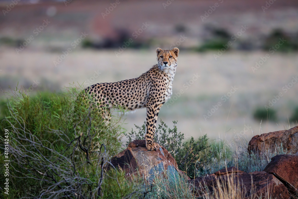 Obraz premium Cheetah on the hunt in the late afternoon in a Game Reserve in the Karoo in South Africa