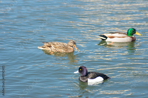 日本の公園にいる動物