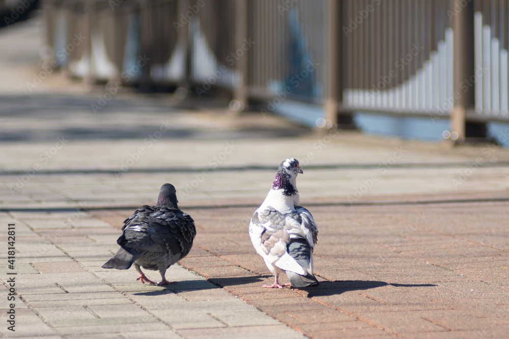 Obraz premium 日本の公園にいる動物