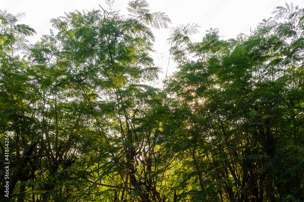 Beautiful nature at morning with sun in big city park Beautiful nature at morning with sun in big city park