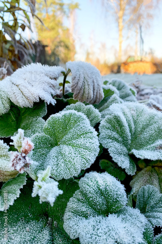 Green round leaves covered with frost in the foreground. The distant shot is blurry. Close up side view. Background for your design or lettering.