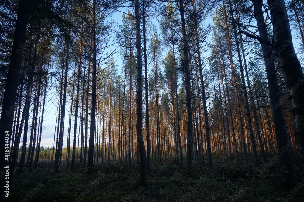 Fototapeta premium A beautiful night in woods, located in Kokkola, Finland