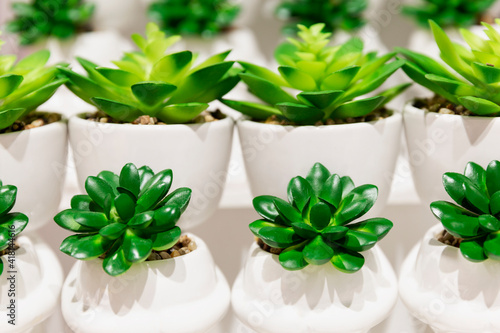 Succulents in small white pots. Stylish rows of indoor plants.