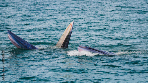 Two Bryde's Whales Feeding on fish, Gulf of Thailand, Thailand photo