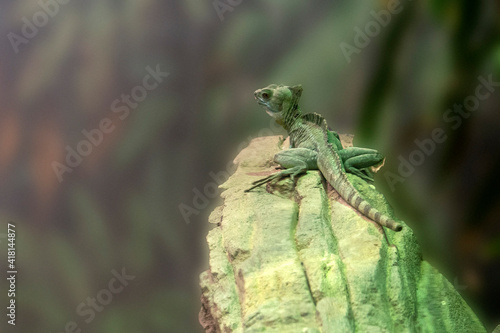 Green basilisk in the forest photo