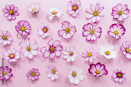 Floral composition. Pink flowers cosmos on pink background. Spring, summer concept. Flat lay, top view, copy space.