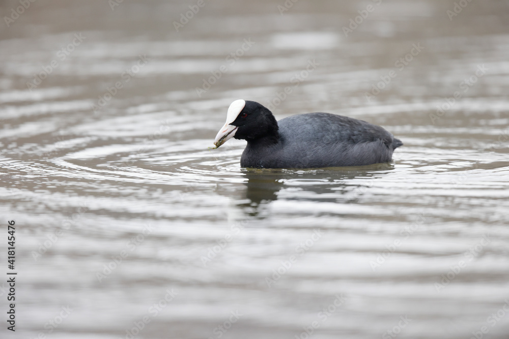 Foulque macroule Fulica atra nageant sur un étang Foulque macroule Fulica atra nageant sur un étang