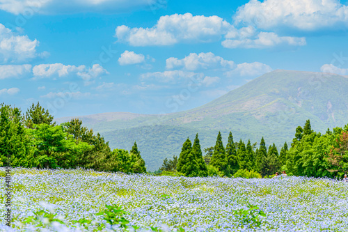 ネモフィラの花
うららかな春の季節の花
日本・九州・大分県
くじゅう花公園2020年新緑・夏
Nemophila flowers
Glittering spring season flowers
Japan / Kyushu / Oita Prefecture
Kuju Flower Park 2020 Fresh Green / Summer photo