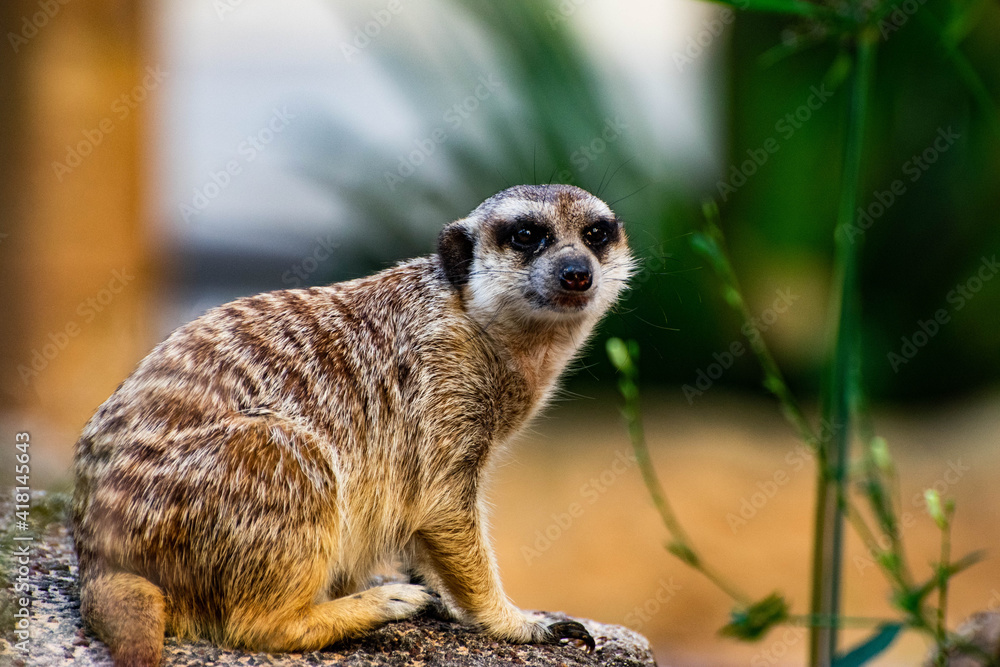 Fototapeta premium meerkat on guard